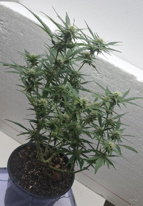 Godfather OG. Week 10