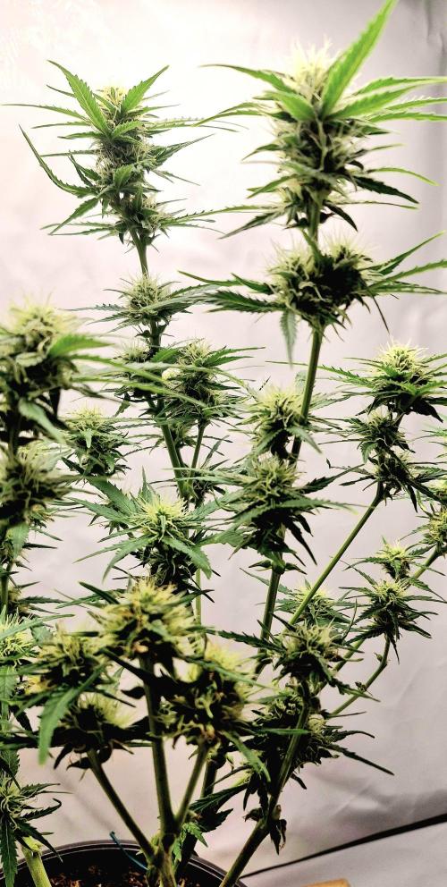 Godfather OG. Week 12