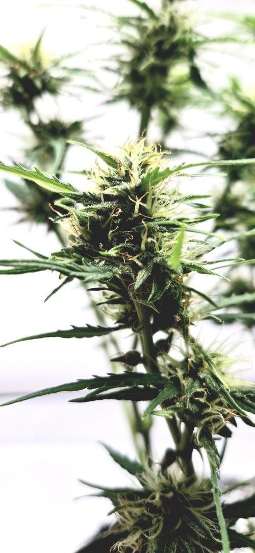 Godfather OG. Week 12
