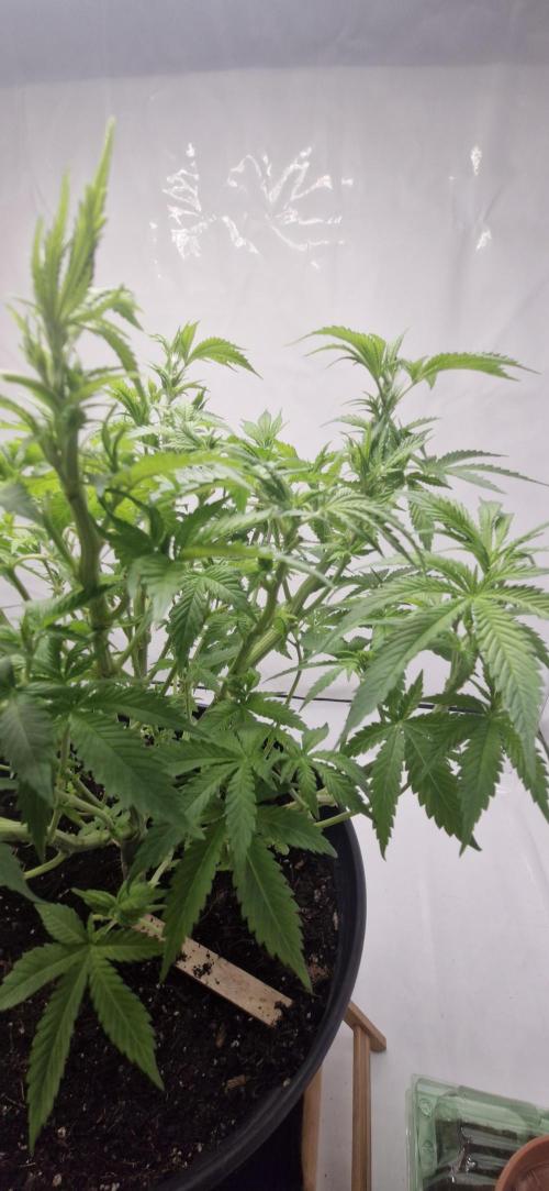 White russian. Week 11