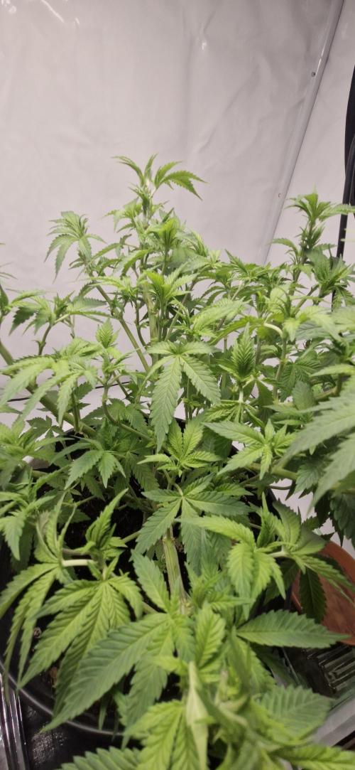 White russian. Week 11