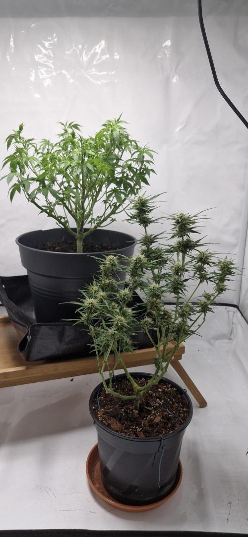 White russian. Week 11