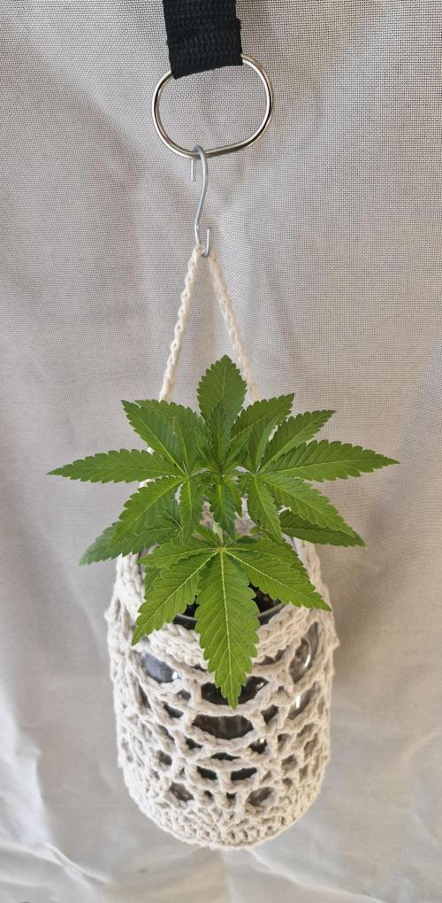 White Russian #2. Week 3
