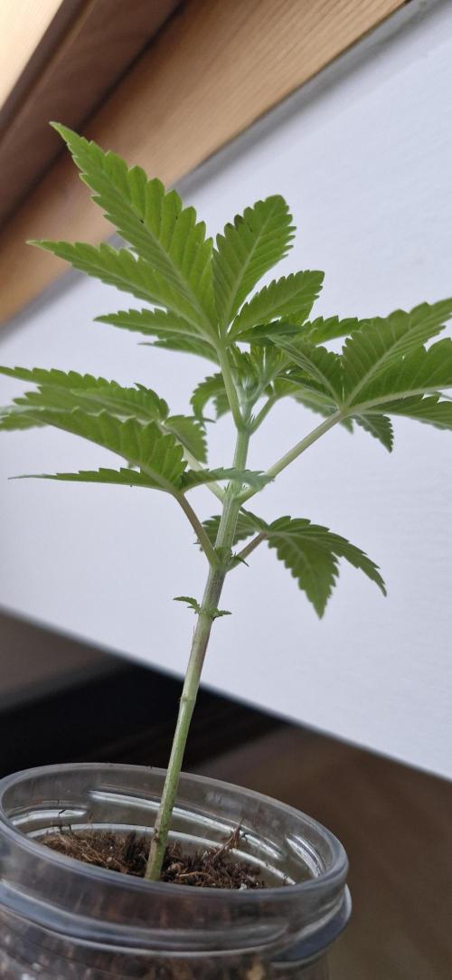 White Russian #2. Week 3