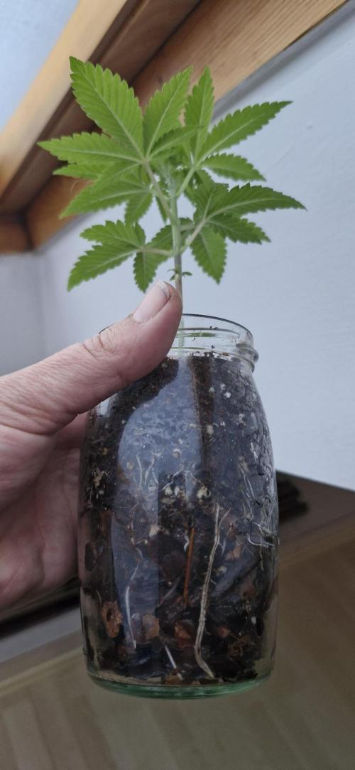 White Russian #2. Week 3