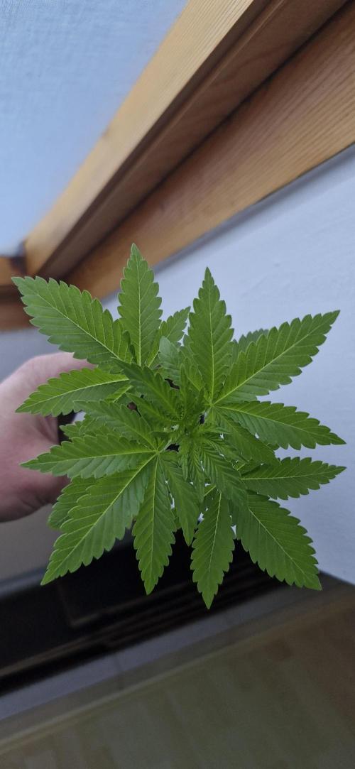 White Russian #2. Week 3