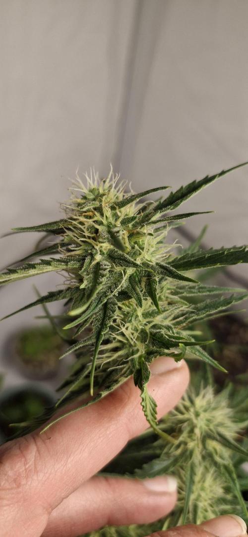 Godfather OG. Week 13