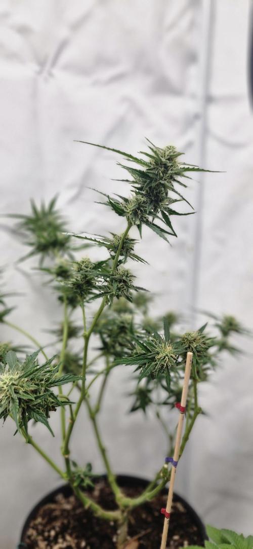Godfather OG. Week 13