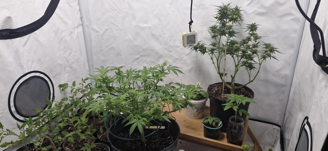 White russian. Week 11
