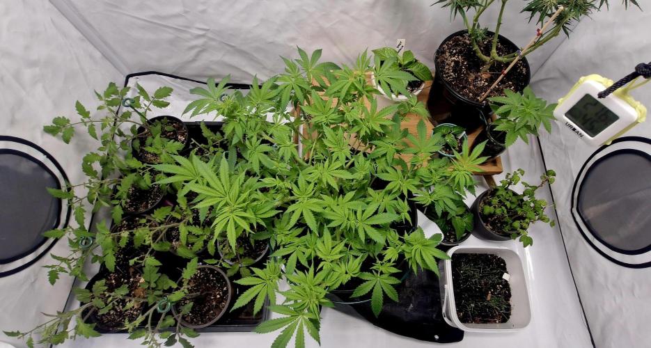 White russian. Week 11