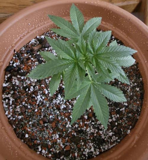 White Russian #2. Week 4