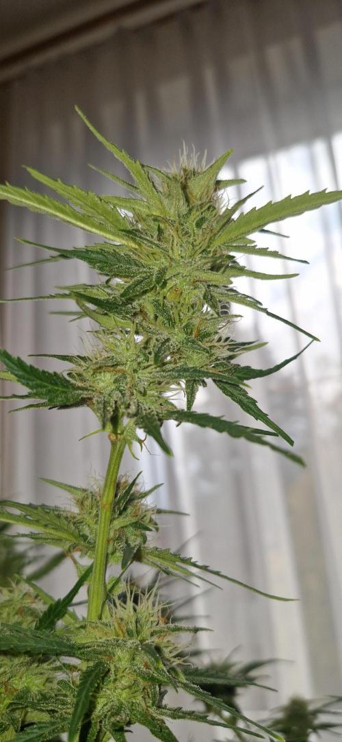 Godfather OG. Week 13