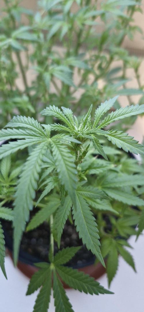 White russian. Week 13