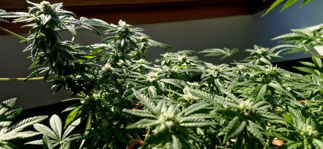 White russian. Week 19