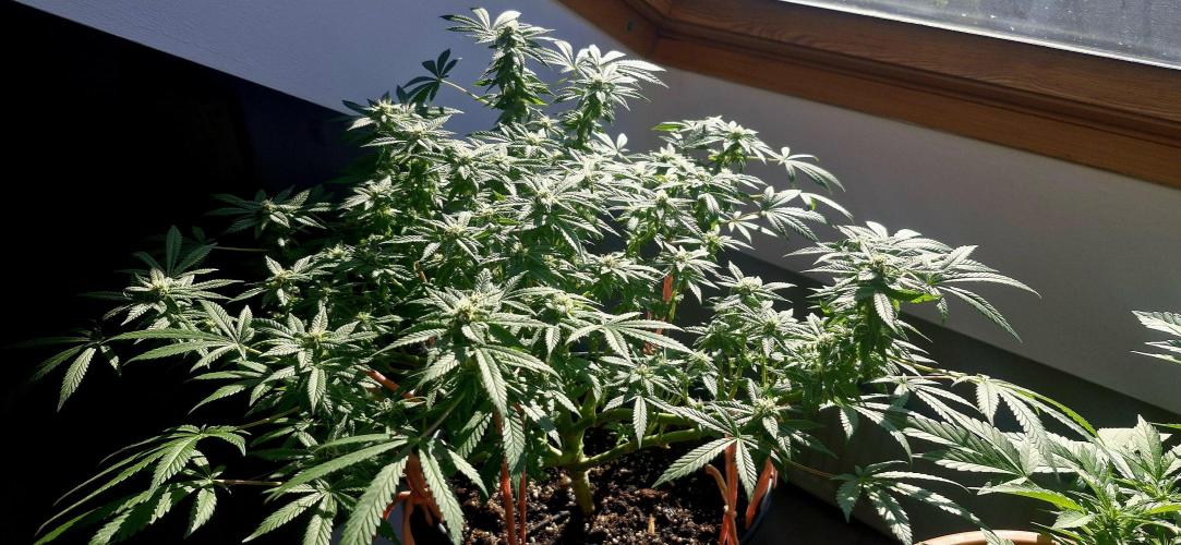 White russian. Week 19