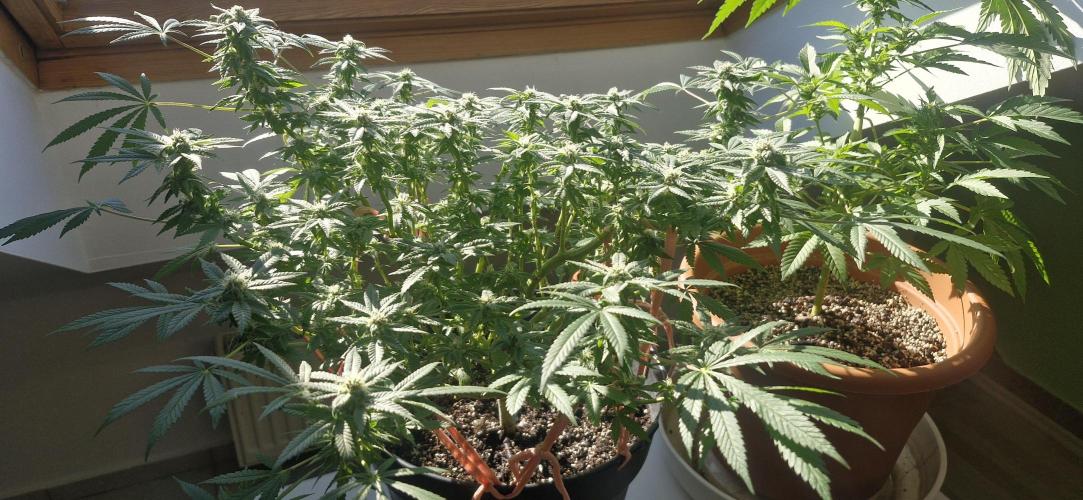 White russian. Week 19