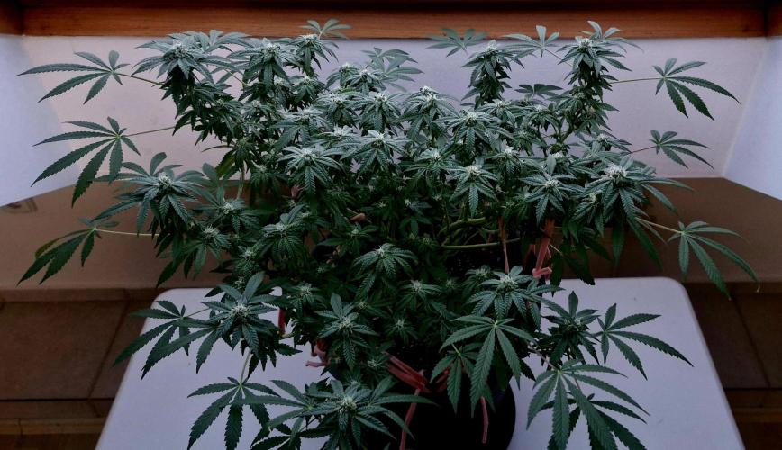 White russian. Week 19