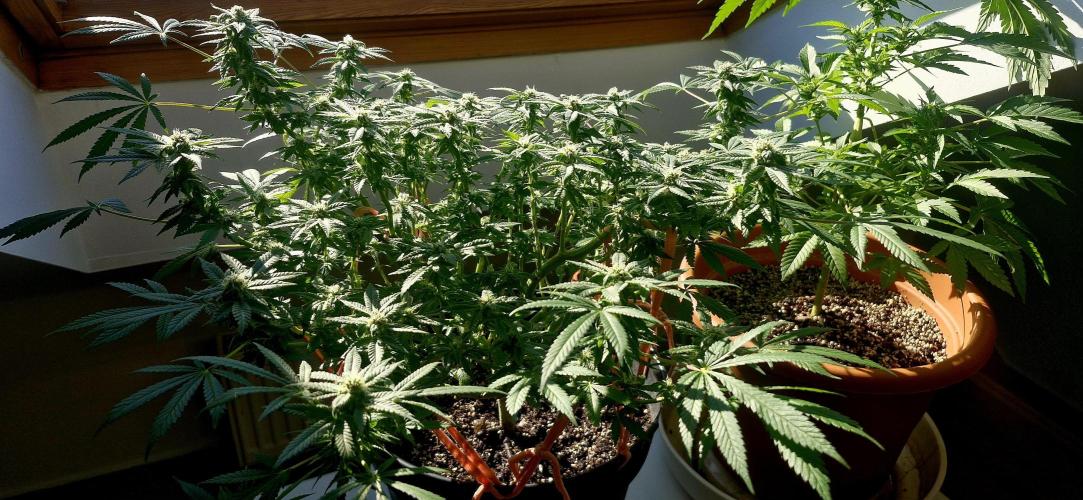 White russian. Week 19