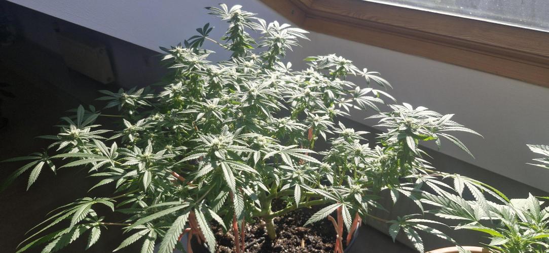 White russian. Week 19