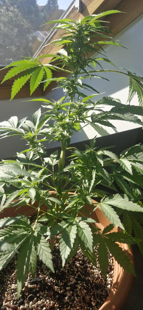 White Russian #2. Week 11