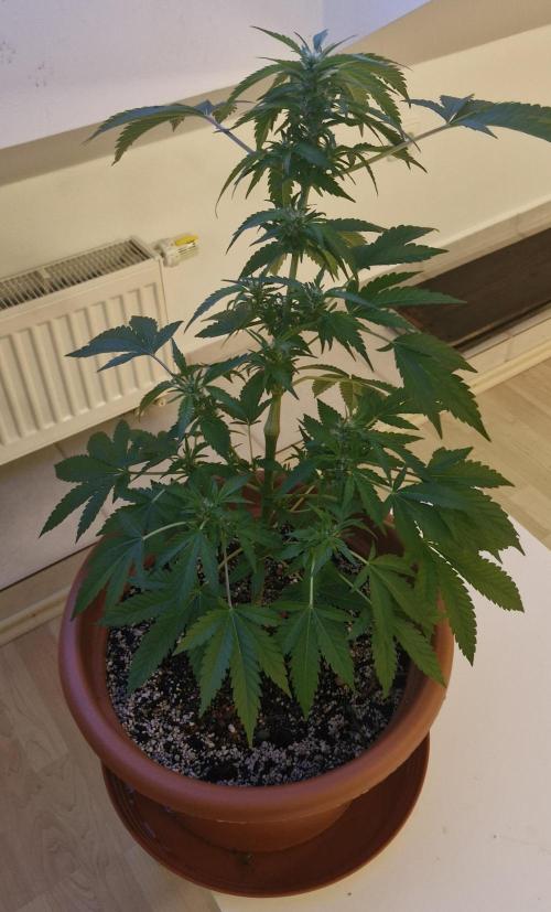 White Russian #2. Week 11