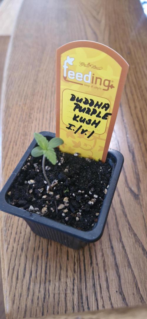 Buddha Purple Kush. Week 1