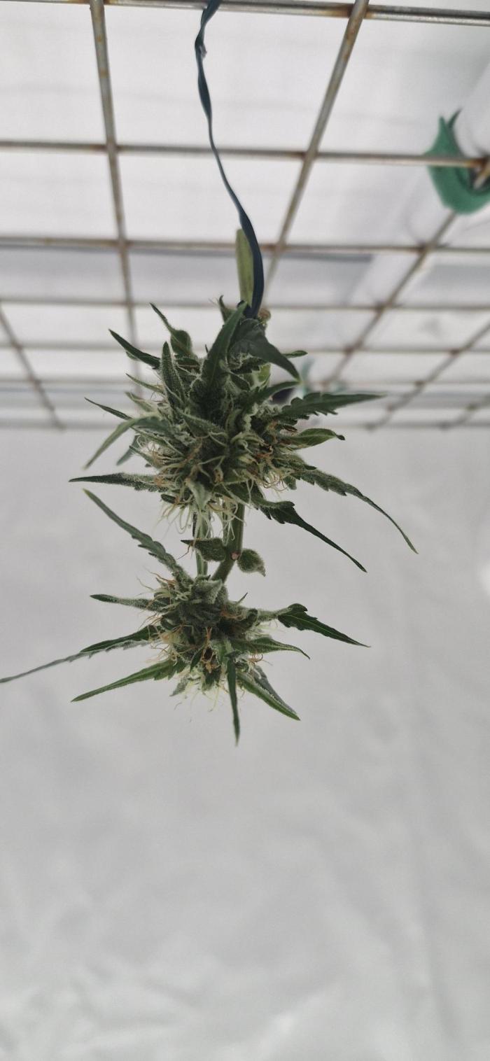 Godfather OG. Week 14