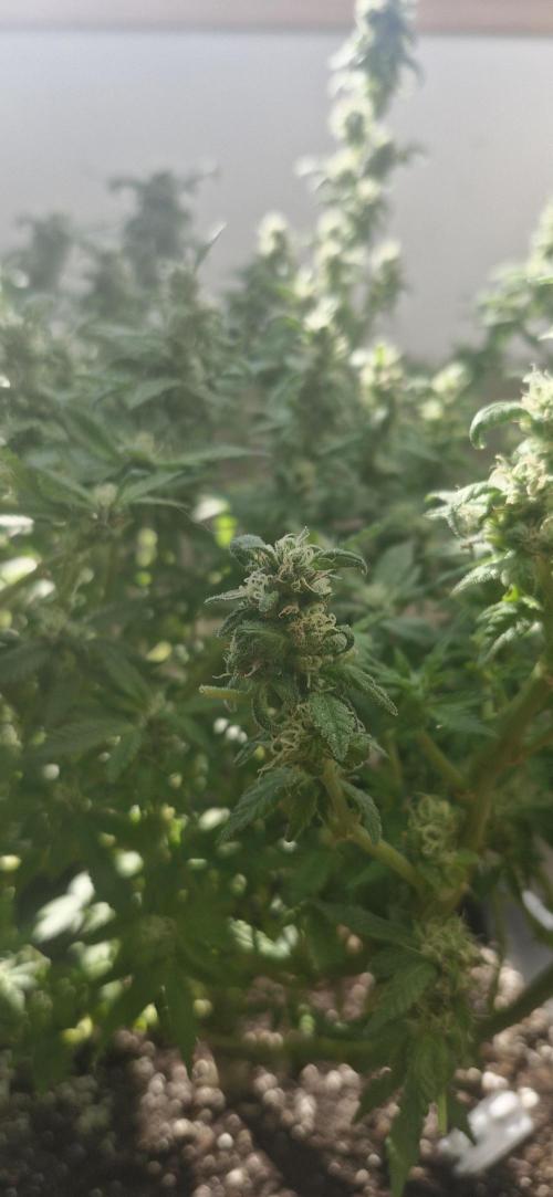 White russian. Week 20