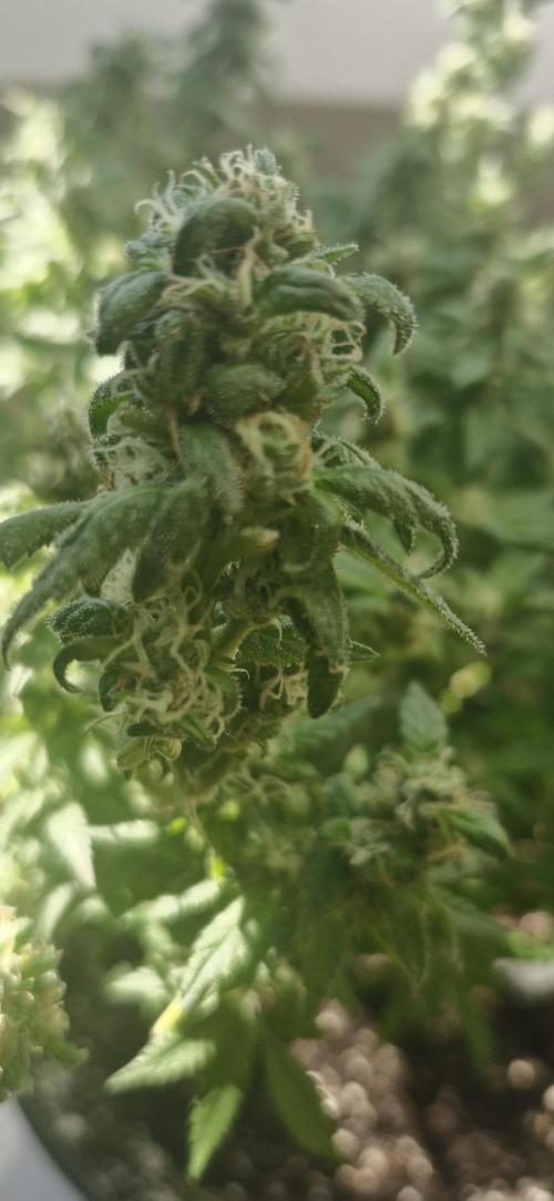White russian. Week 20