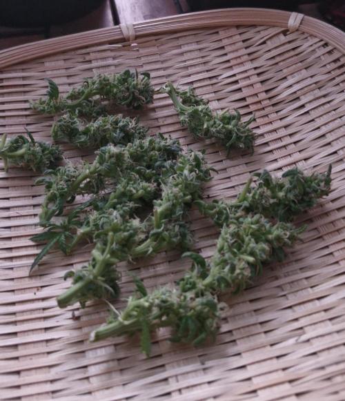 White russian. Week 20