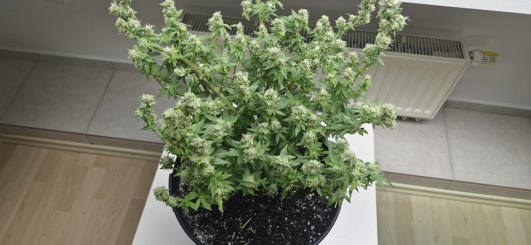 White russian. Week 20