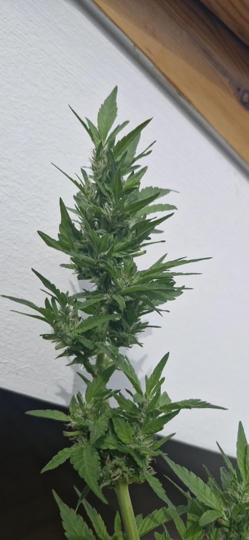 White Russian #2. Week 12
