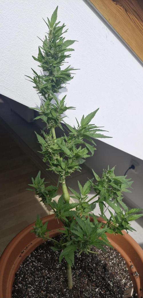 White Russian #2. Week 12