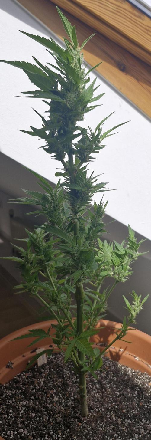 White Russian #2. Week 12