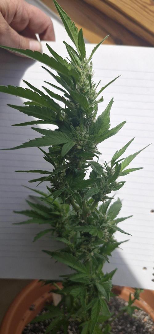 White Russian #2. Week 12