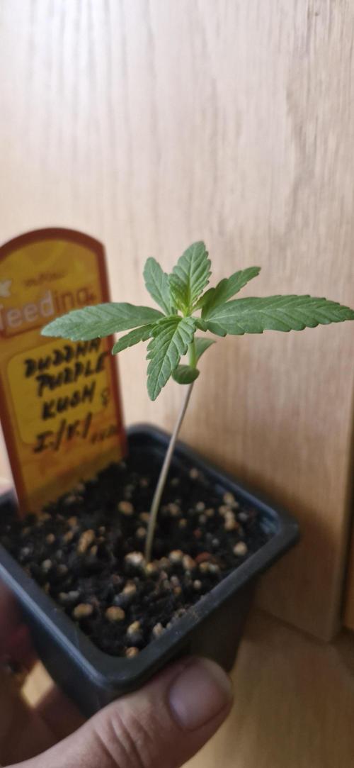 Buddha Purple Kush. Week 2