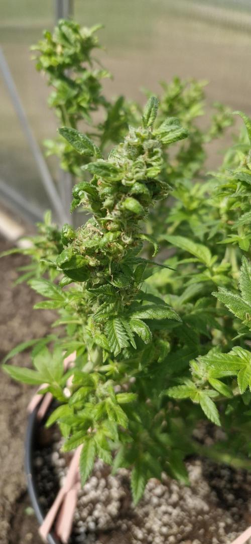 White russian. Week 21
