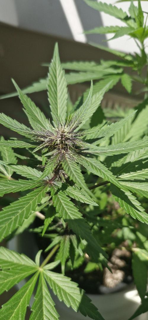 Buddha Purple Kush. Week 6