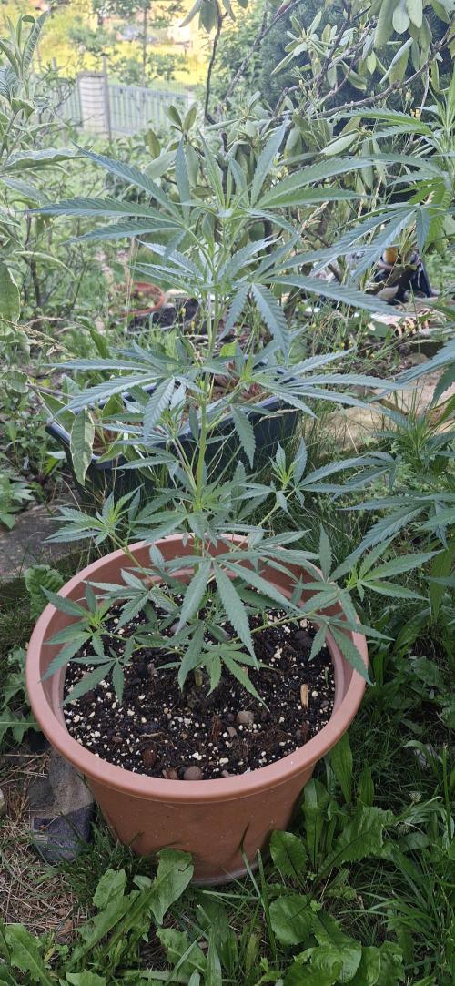 Klony. Week 7