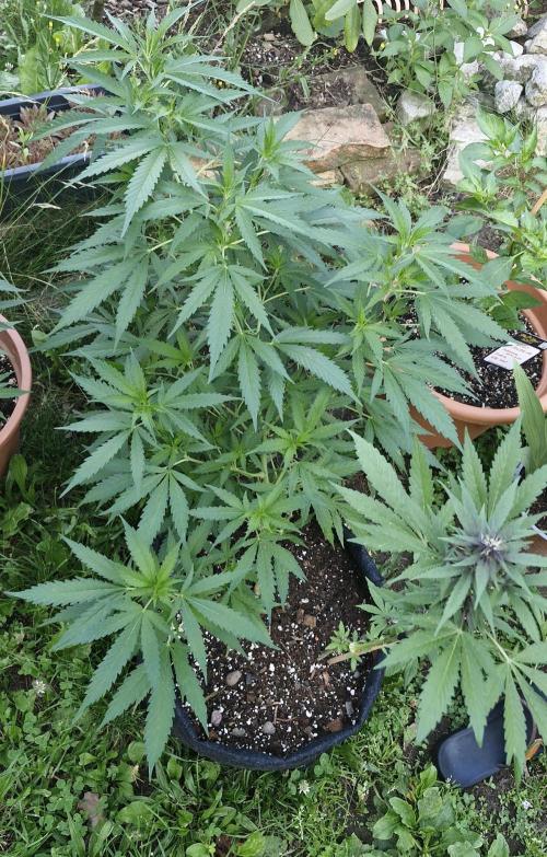 Klony. Week 7