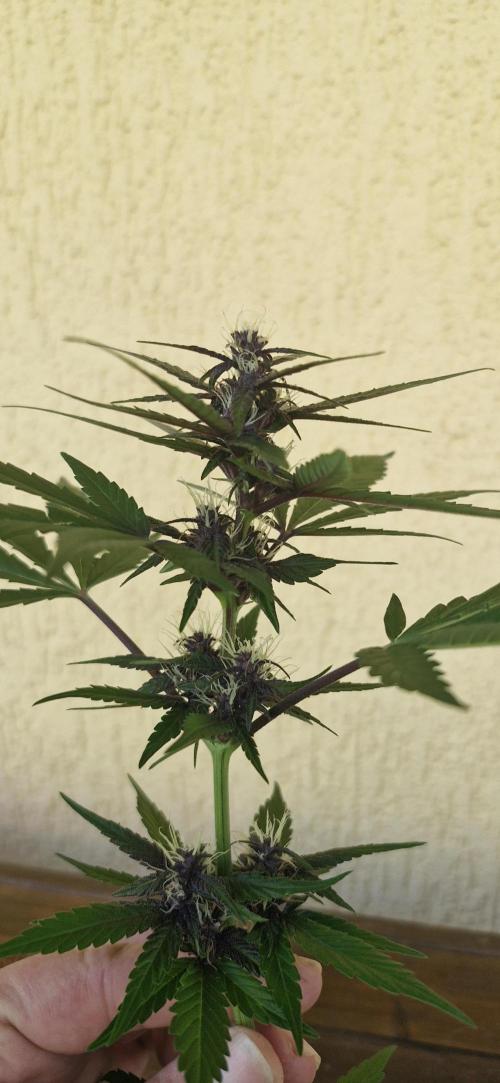 Buddha Purple Kush. Week 7