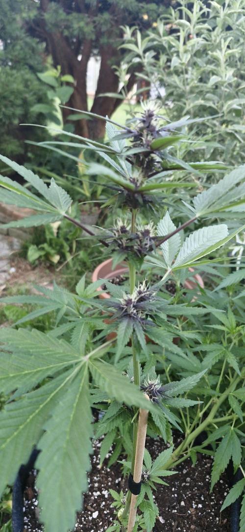 Buddha Purple Kush. Week 7