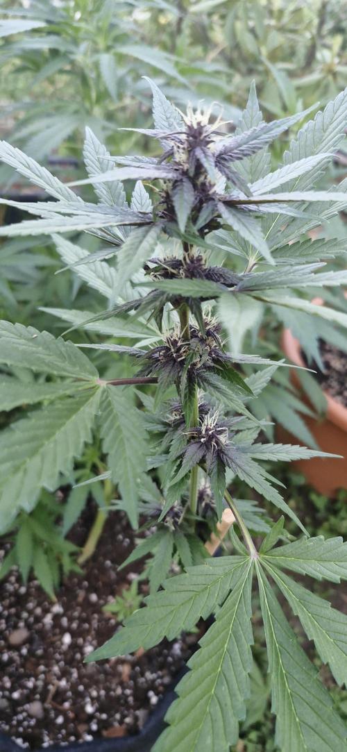 Buddha Purple Kush. Week 7