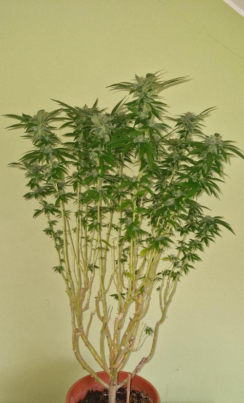 White russian. Week 18