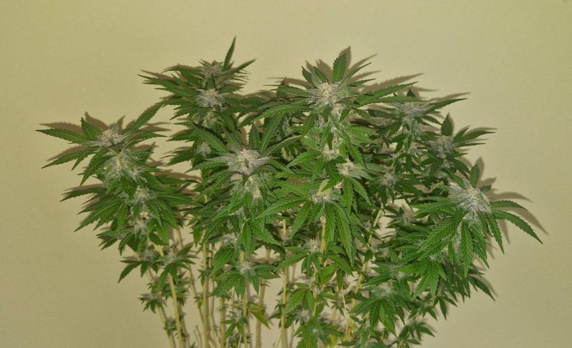 White russian. Week 18