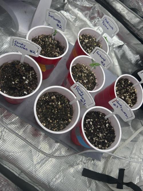 Raw genetics and greenpoint seeds diary. Week 0