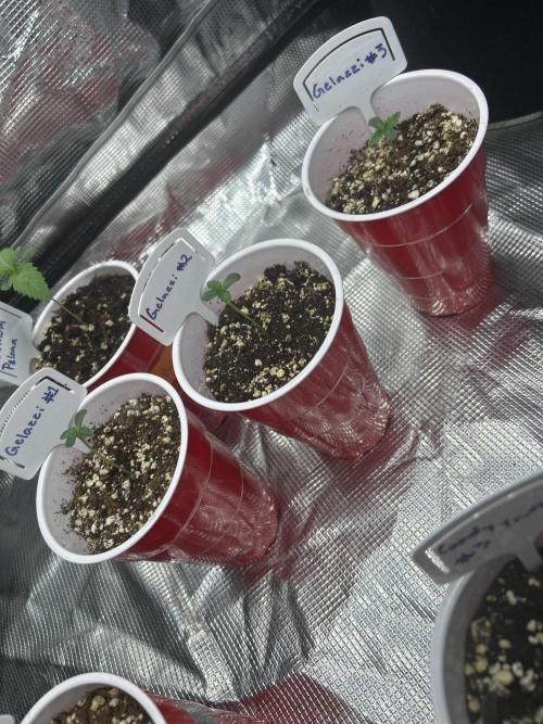 Raw genetics and greenpoint seeds diary. Week 0