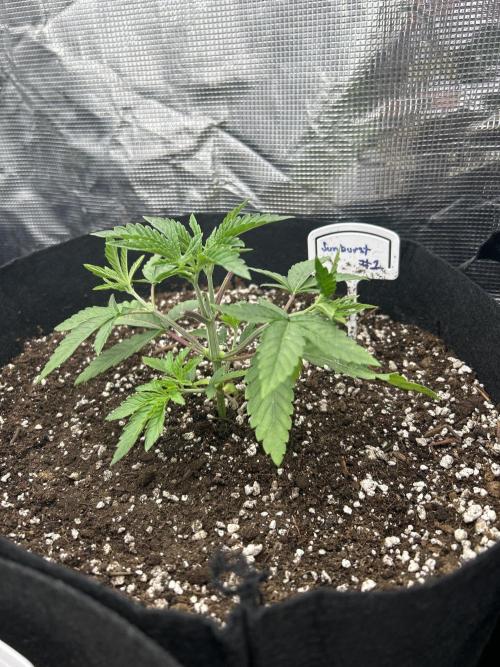 Raw genetics and greenpoint seeds diary. Week 2 - Sunburst #1 was the most vigorous overall gave her a topping 