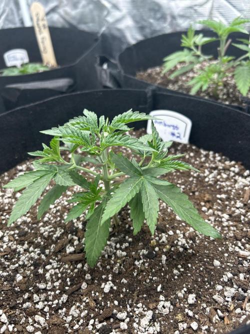 Raw genetics and greenpoint seeds diary. Week 2 - Sunburst #2 also made the cut .Vigorous like #1