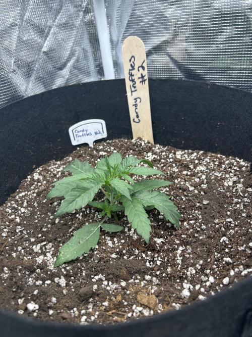 Raw genetics and greenpoint seeds diary. Week 2 - Candy truffles #3 was the only candy truffles of 6 to make it,it's a runt though